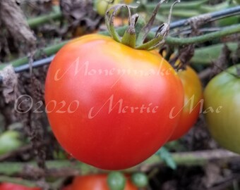 Moneymaker Tomato Seeds -- Organically Grown, non-GMO, Heirloom, Made in Wisconsin - USA