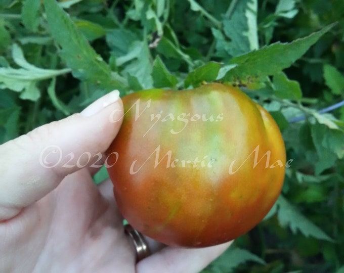 Nyagous Tomato Seeds -- Organically Grown, non-GMO, Heirloom, Made in Wisconsin - USA
