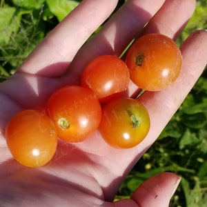 Christmas Grapes Tomato Seeds Organically Grown, non-GMO, Heirloom, Made in Wisconsin USA image 4