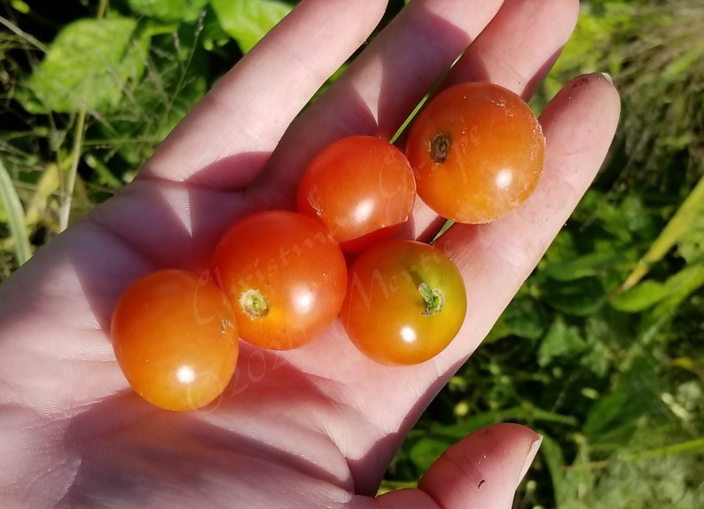 Christmas Grapes Tomato Seeds Organically Grown, non-GMO, Heirloom, Made in Wisconsin USA image 4