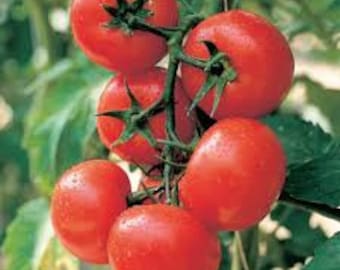 Premiere Tomato Seed Seeds -- Organically Grown, non-GMO, Heirloom, Made in Wisconsin - USA