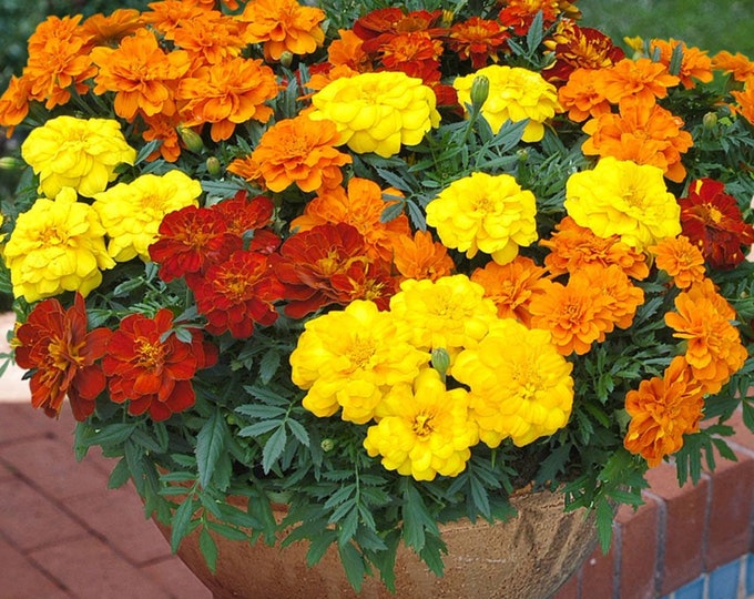 Durango Outback Blend Marigold Seeds -- Organically Grown, non-GMO, Heirloom, Made in Wisconsin - USA