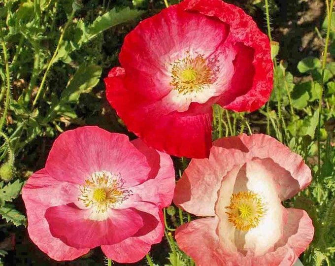 Single Heirloom Blend Poppy Seeds -- Organically Grown, non-GMO, Heirloom, Made in Wisconsin - USA