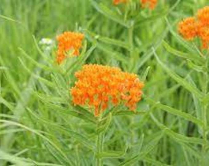 Butterfly Milkweed (Asclepias tuberosa) Seeds