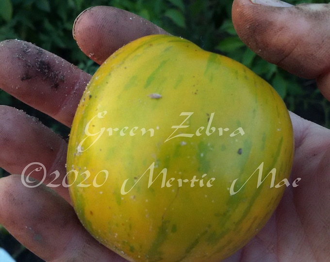 Green Zebra Tomato Seeds -- Organically Grown, non-GMO, Heirloom, Made in Wisconsin - USA