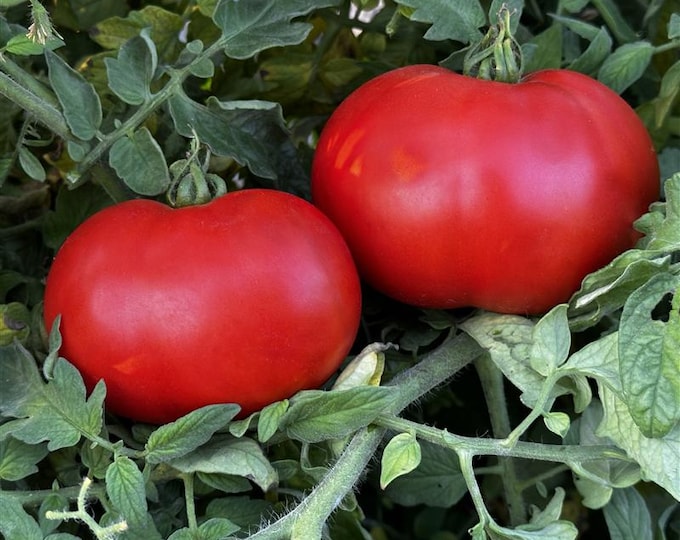 Abraham Lincoln Original Tomato Seed -- Organically Grown, non-GMO, Heirloom, Made in Wisconsin - USA