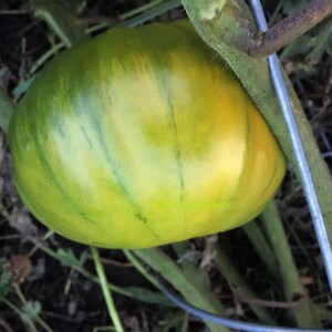 Aunt Ruby's German Green Tomato Seeds Organically Grown, non-GMO, Heirloom, Made in Wisconsin USA image 5