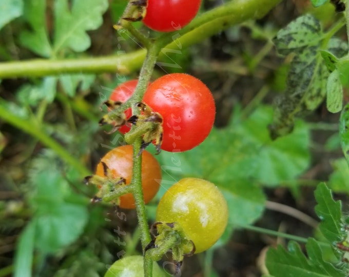 Matt's Wild Cherry Toamto Seed -- Organically Grown, non-GMO, Heirloom, Made in Wisconsin - USA