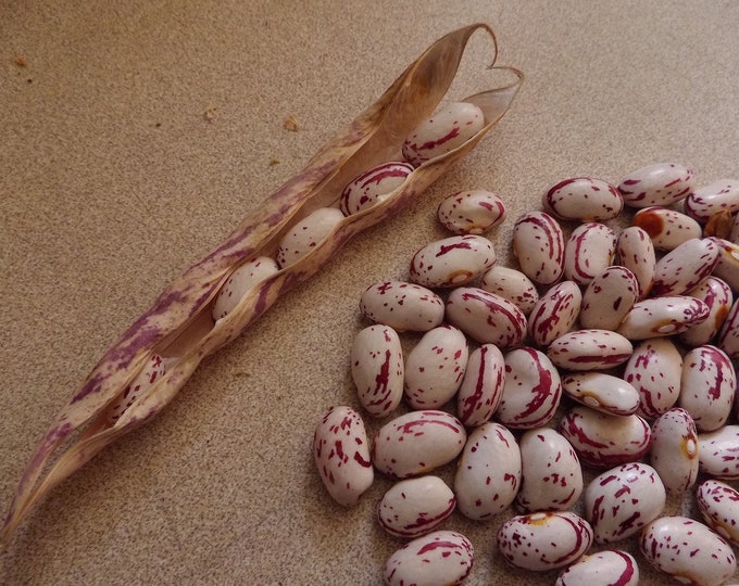 Taylor's Dwarf Horticulture Bean, Bush Bean, Organic Seed Grown in Wisconsin