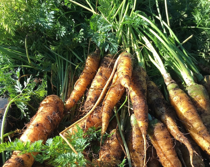 Yellowstone Carrot Seed