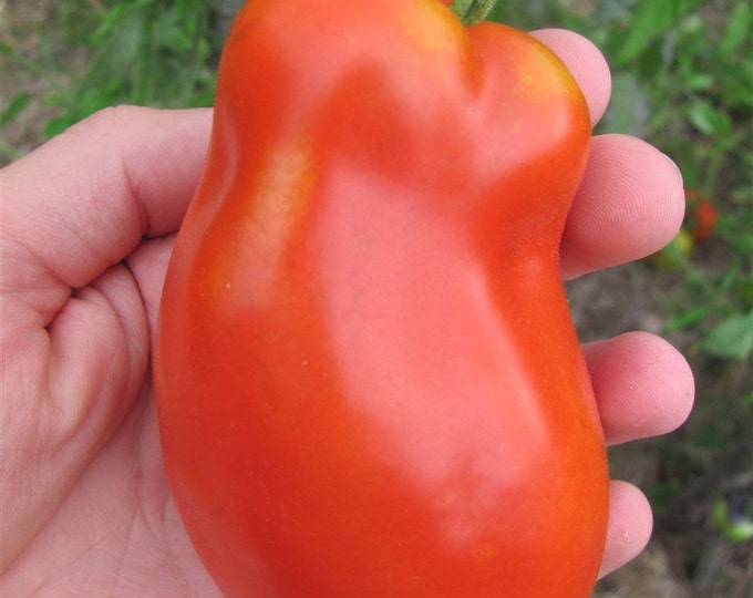 Opalka Tomato Seed, AKA Polish Torpedo -- Tomato Seeds -- Organically Grown, non-GMO, Heirloom, Made in Wisconsin - USA