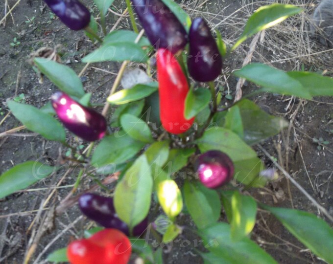 Aurora Hot Pepper Seed