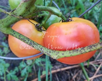 Tropic Tomato Seeds -- Organically Grown, non-GMO, Heirloom, Made in Wisconsin - USA