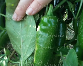 Early Jalapeno Hot Pepper Seed