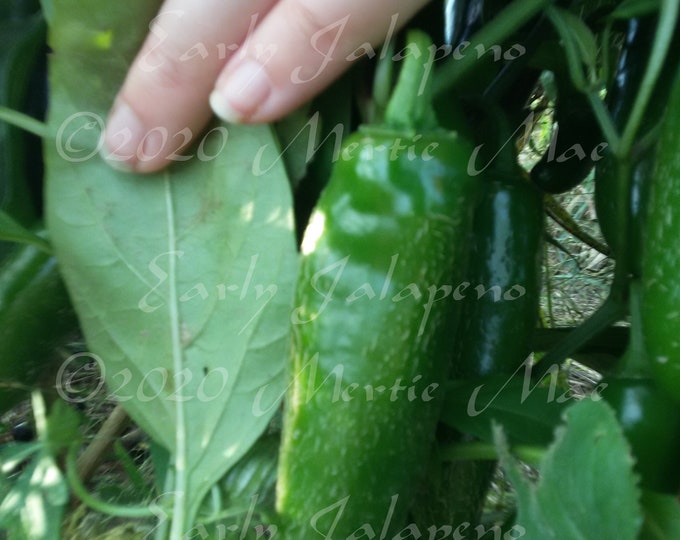 Early Jalapeno Hot Pepper Seed