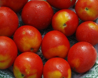 Alaskan Fancy Tomato Seeds -- Organically Grown, non-GMO, Heirloom, Made in Wisconsin - USA