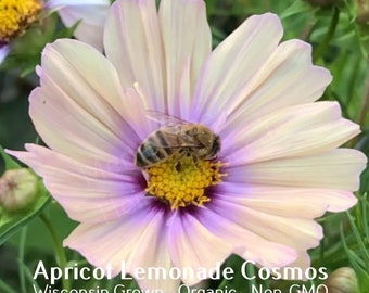 Apricot Lemonade Cosmos Seeds | Various Packet Sizes | Cosmos bipinnatus | Organic, Non-GMO, Grown in the USA