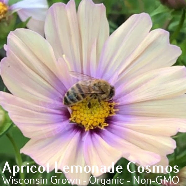 Apricot Lemonade Cosmos Seeds | Various Packet Sizes | Cosmos bipinnatus | Organic, Non-GMO, Grown in the USA