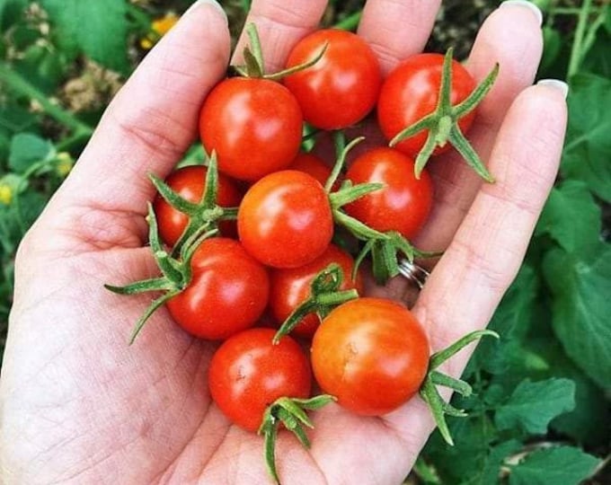 Small Red Cherry Tomato Seeds -- Organically Grown, non-GMO, Heirloom, Made in Wisconsin - USA