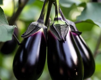 Diamond Eggplant Seeds -- Organically Grown, non-GMO, Heirloom, Made in Wisconsin - USA