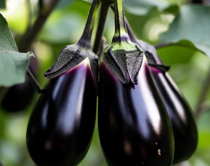 Diamond Eggplant Seeds -- Organically Grown, non-GMO, Heirloom, Made in Wisconsin - USA