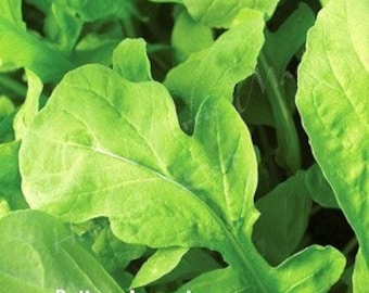 Balboa Arugula Seed | Various Packet Sizes | Eruca vesicaria | Organically Grown, Non-GMO, Grown in the USA