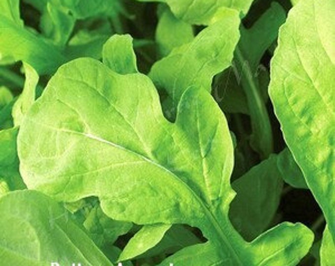 Balboa Arugula Seed | Various Packet Sizes | Eruca vesicaria | Organically Grown, Non-GMO, Grown in the USA