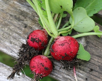 Early Scarlet Globe Radish Seed