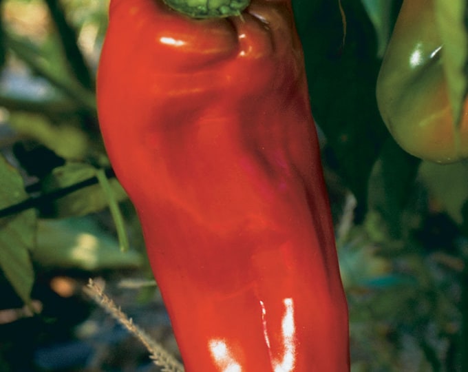 Red Lunchbox Sweet Mini Bell Pepper Seed