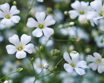 Covent Garden Baby's Breath Seeds