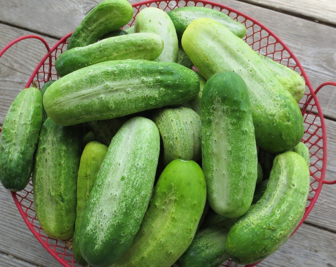 A&C Pickling Cucumber Seeds -- Organically Grown, non-GMO, Heirloom, Made in Wisconsin - USA