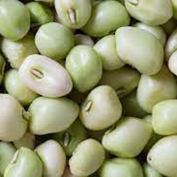 Zipper Cream Cowpea (Southern Pea) Seed