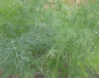 May include: A vibrant green dill plant featuring delicate, feathery, needle-like foliage growing from sturdy, upright stems. The plant displays a dense, branching structure with soft, thread-like leaves that create a lush, textured appearance.