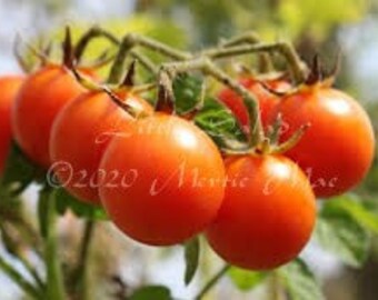 Little Salad Tomato Seeds -- Organically Grown, non-GMO, Heirloom, Made in Wisconsin - USA