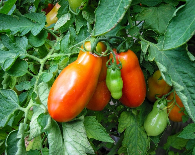 San Marzano Paste Tomato Seeds -- Organically Grown, non-GMO, Heirloom, Made in Wisconsin - USA