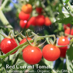 Red Currant Tomato Seed, non-GMO, Grown in the USA, Heirloom, Open-Pollinated image 1