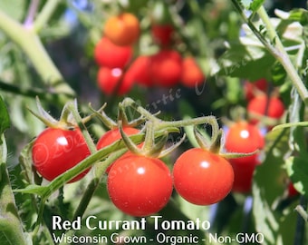 Red Currant Tomato Seed, non-GMO, Grown in the USA, Heirloom, Open-Pollinated