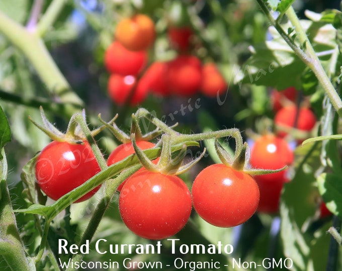 Red Currant Tomato Seed, non-GMO, Grown in the USA, Heirloom, Open-Pollinated