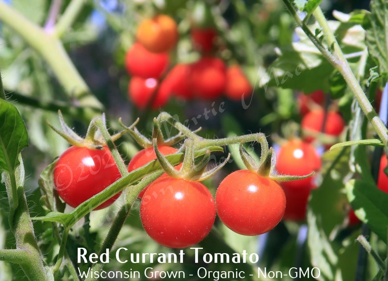 Red Currant Tomato Seed, non-GMO, Grown in the USA, Heirloom, Open-Pollinated image 1