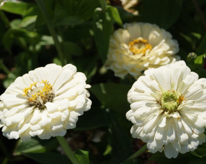 Polar Bear Zinnia