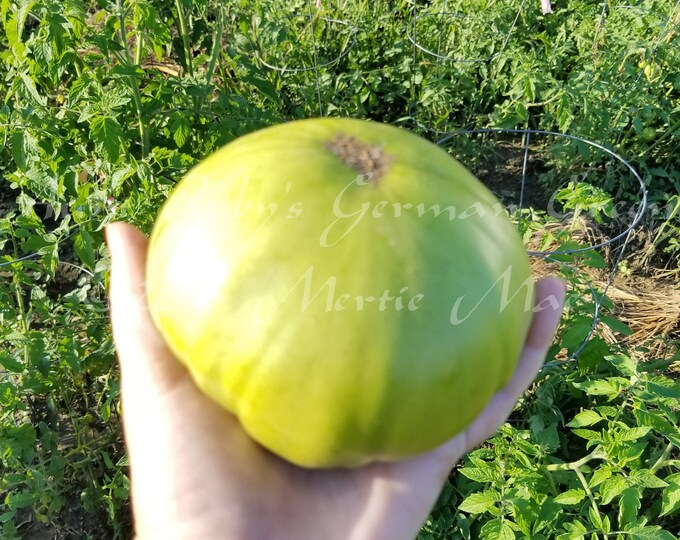 Aunt Ruby's German Green Tomato Seeds -- Organically Grown, non-GMO, Heirloom, Made in Wisconsin - USA