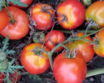 Zombee Tomato Seeds -- Organically Grown, non-GMO, Heirloom, Made in Wisconsin - USA
