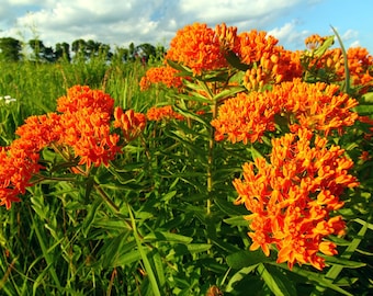 Butterfly Milkweed (Asclepias tuberosa) Seeds