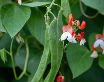 Painted Lady Improved Runner Bean