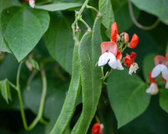 Painted Lady Improved Runner Bean