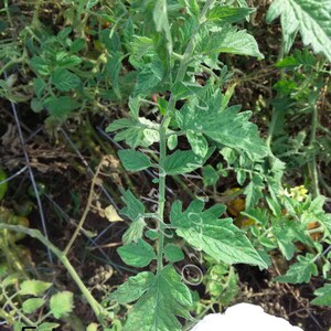 Gold Medal Tomato Seeds Organically Grown, non-GMO, Heirloom, Made in Wisconsin USA image 3