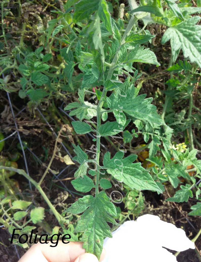 Gold Medal Tomato Seeds Organically Grown, non-GMO, Heirloom, Made in Wisconsin USA image 3