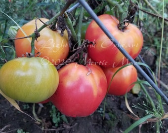 Light Pink Oxheart Tomato Seeds -- Organically Grown, non-GMO, Heirloom, Made in Wisconsin - USA