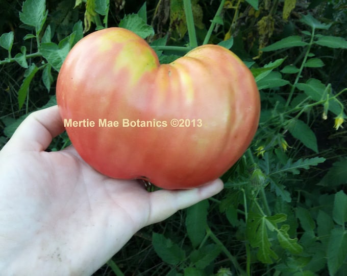Anna Russian Tomato Seeds -- Organically Grown, non-GMO, Heirloom, Made in Wisconsin - USA