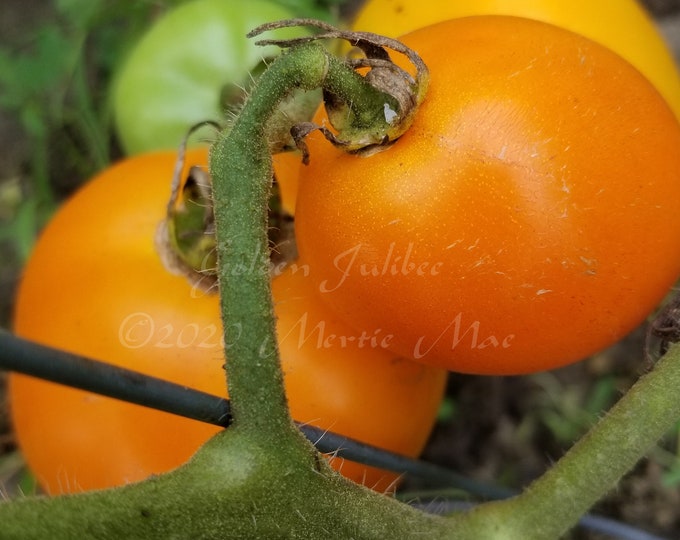 Golden Jubilee Tomato Seeds -- Organically Grown, non-GMO, Heirloom, Made in Wisconsin - USA